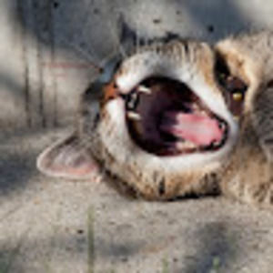 Meet your Posher, Austin